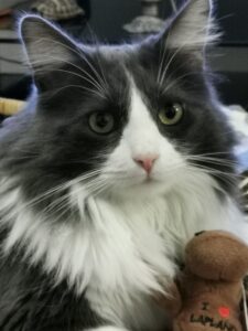 Oslo le chat assistant de l'hôtel pour chats, gris et blanc à poils longs