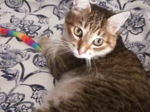 Le Chat de la maison qui joue avec un jouet pour chats multicolor sur sa couette