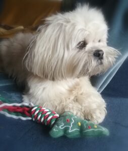 Le petit chien couleur sable de la maison qui est le gardien des lieux